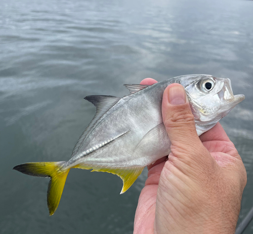 メッキの釣果