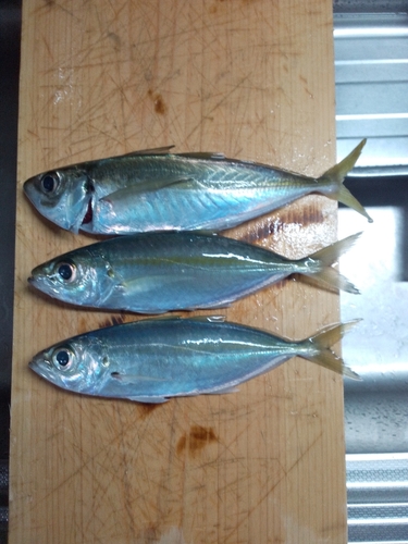 アジの釣果