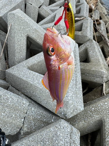 イトヨリダイの釣果