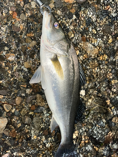 スズキの釣果