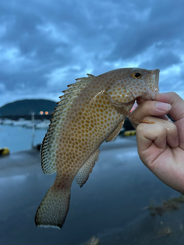 オオモンハタの釣果