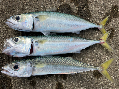 サバの釣果