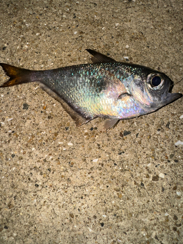 ミナミハタンポの釣果