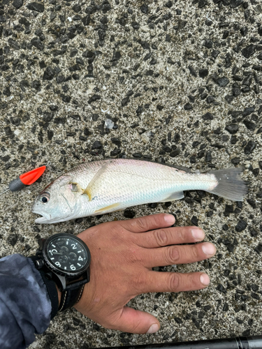 イシモチの釣果