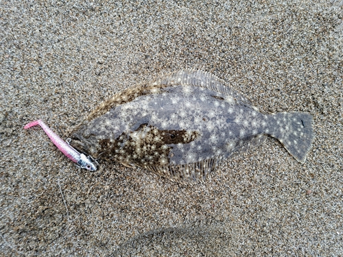 ヒラメの釣果