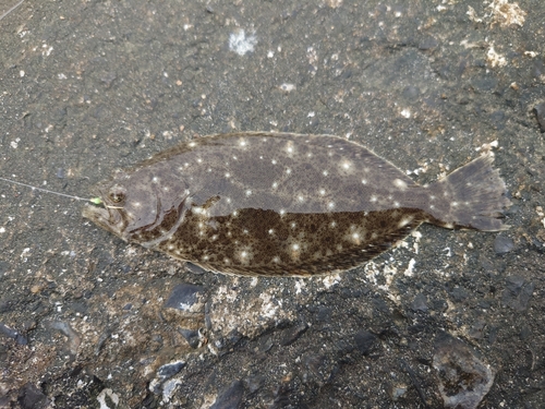 ヒラメの釣果