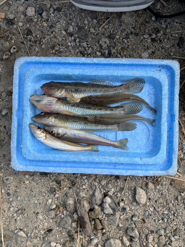 マハゼの釣果