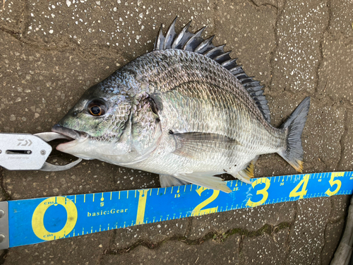 キビレの釣果