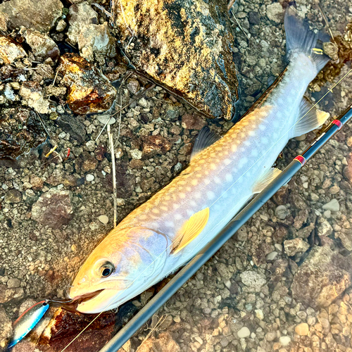 アメマスの釣果