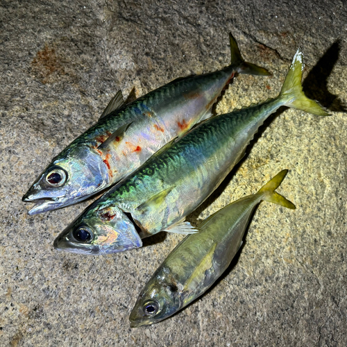 サバの釣果