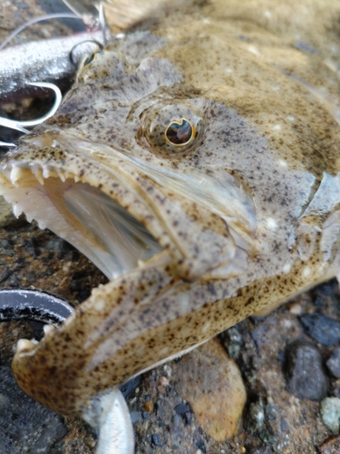 ヒラメの釣果