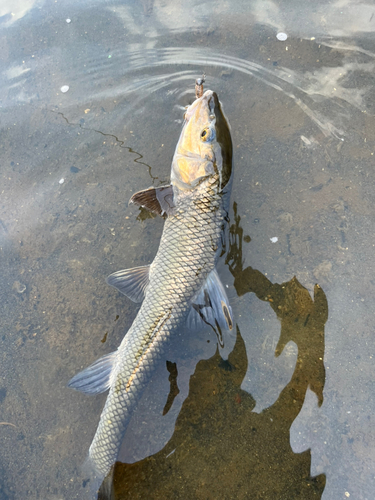 ニゴイの釣果