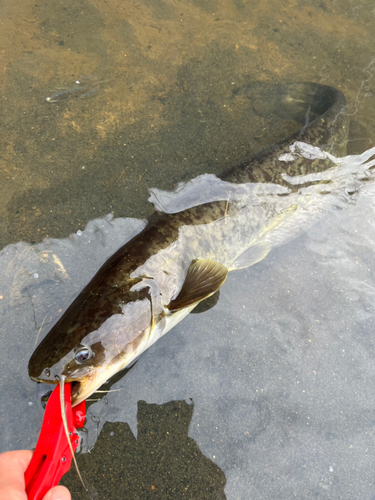 ナマズの釣果