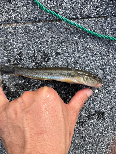 マハゼの釣果