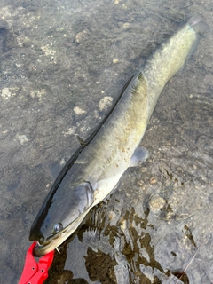 ナマズの釣果