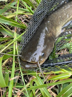 ナマズの釣果