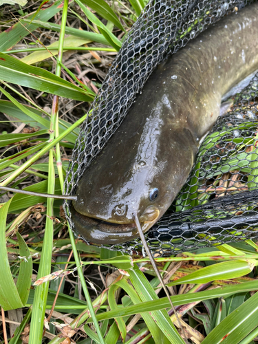 ナマズの釣果