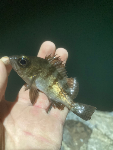 アオメバルの釣果