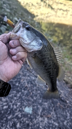 ラージマウスバスの釣果