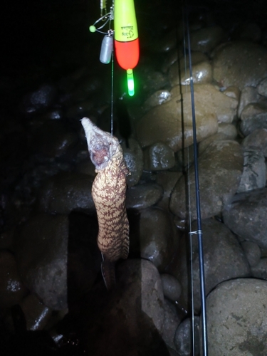 ウツボの釣果