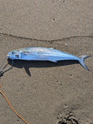 サゴシの釣果