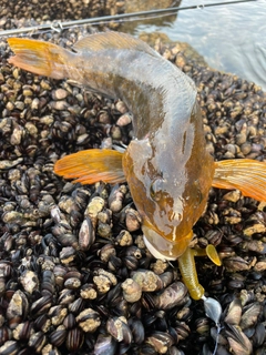 アブラコの釣果