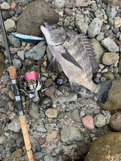 クロダイの釣果