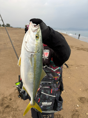 イナダの釣果