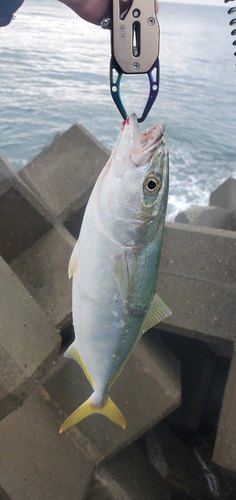 イナダの釣果