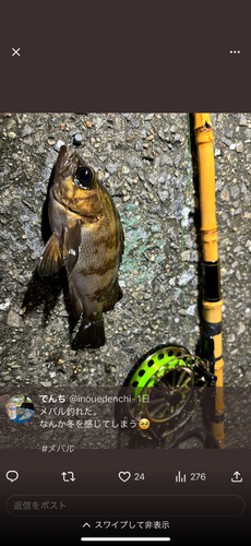 メバルの釣果