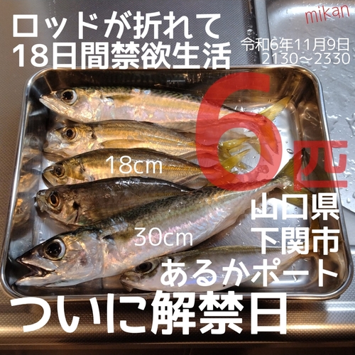 アジの釣果