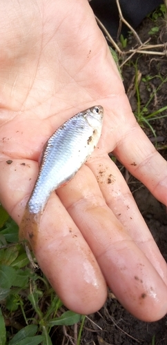 ヤリタナゴの釣果