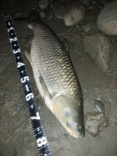 ソウギョの釣果