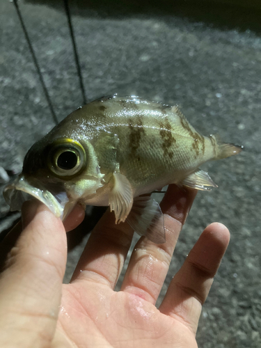 アオメバルの釣果