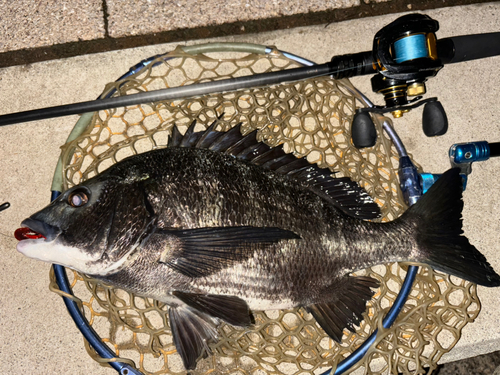 チヌの釣果