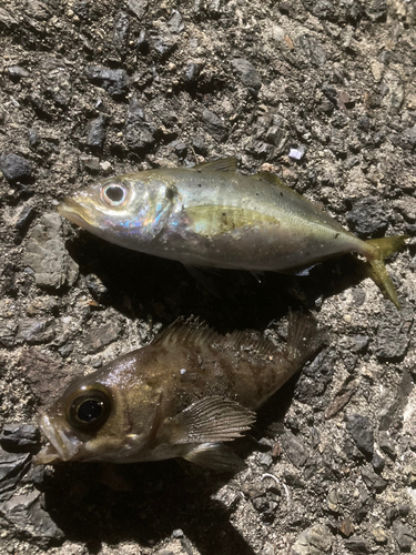 ヒラアジの釣果