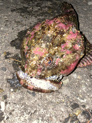 カジカの釣果