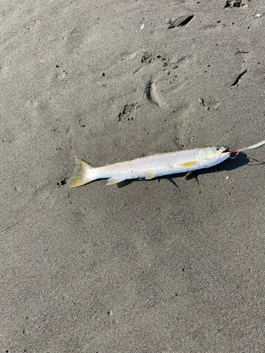 アメマスの釣果