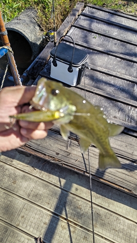 ラージマウスバスの釣果