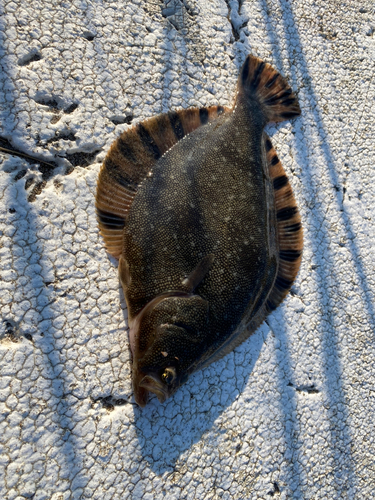 マツカワの釣果