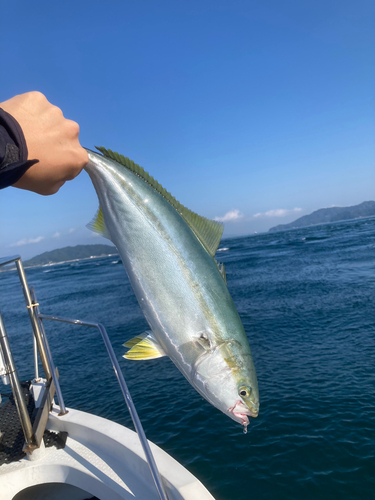 ヤズの釣果