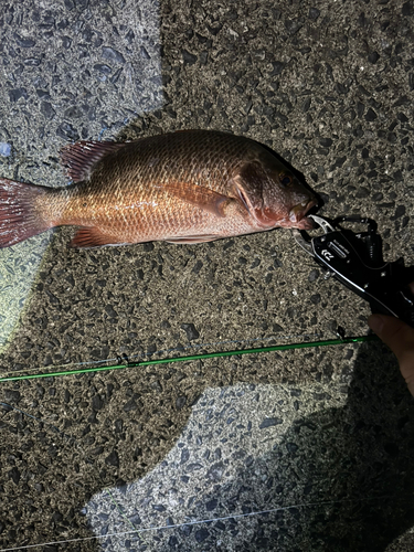 ゴマフエダイの釣果