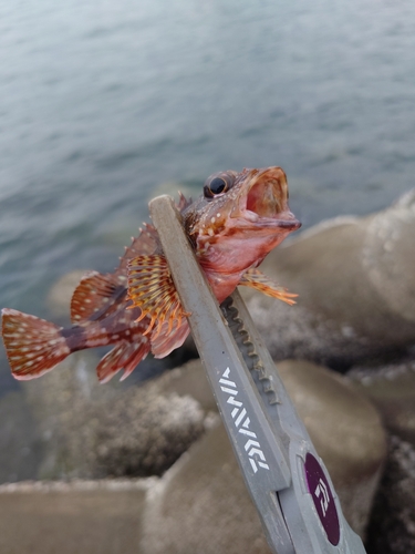 カサゴの釣果