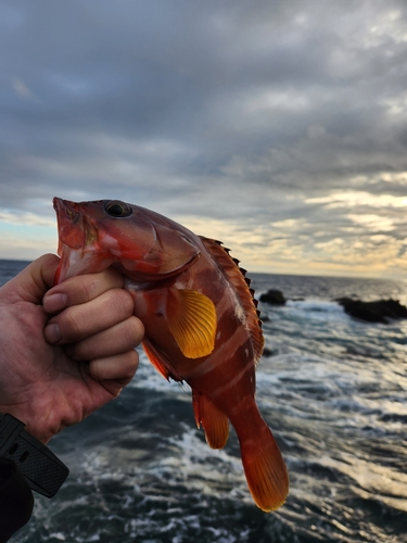 アカハタの釣果