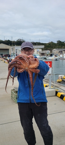 タコの釣果