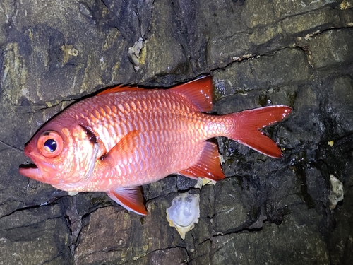 アカマツカサの釣果