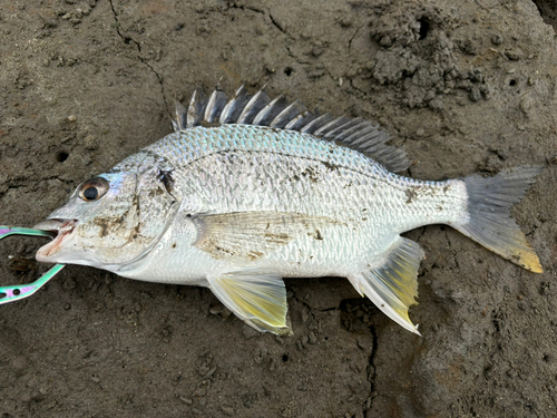 キビレの釣果