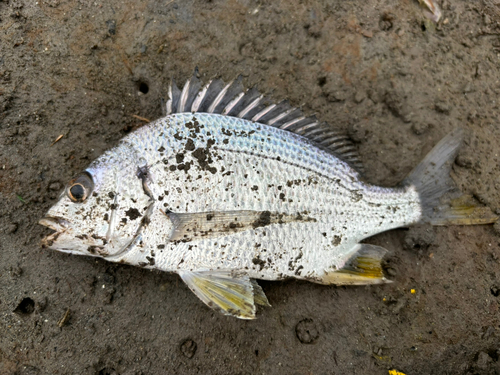 キビレの釣果