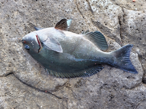 メジナの釣果