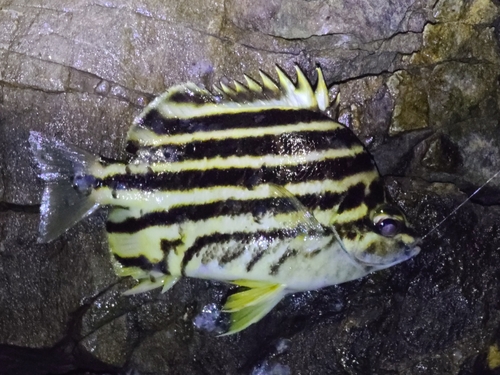 カゴカキダイの釣果